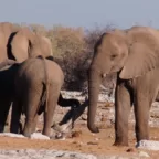 Afrikaanse olifanten