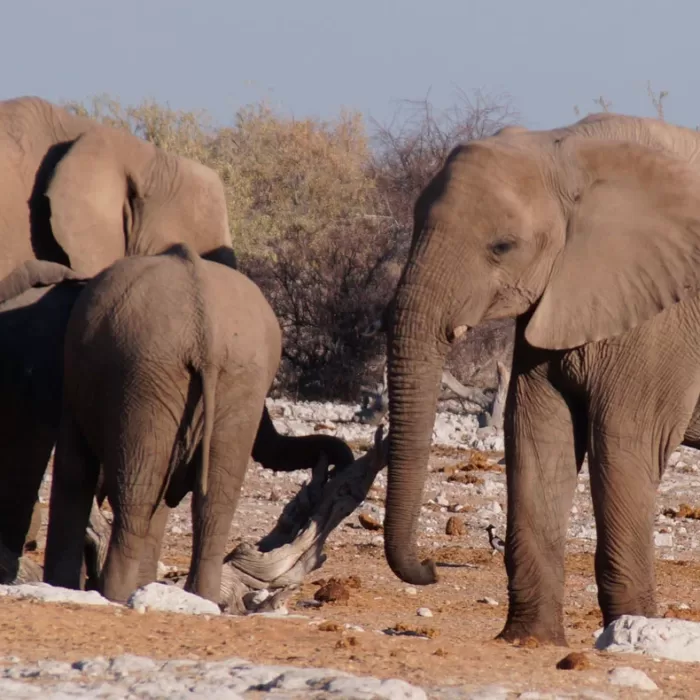 Het gaat goed met de Afrikaanse Olifant
