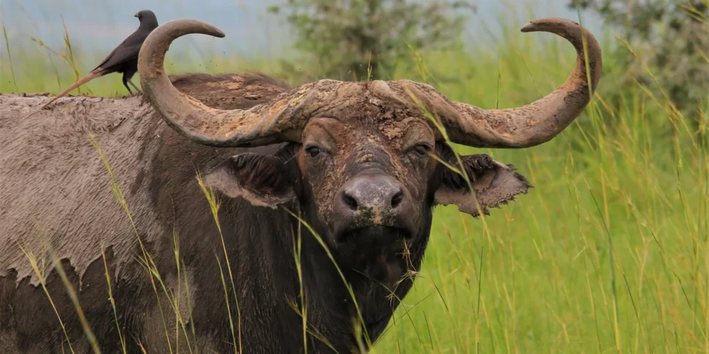 Afrikaanse buffel