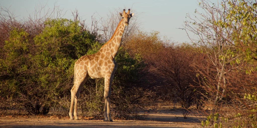 Giraffe