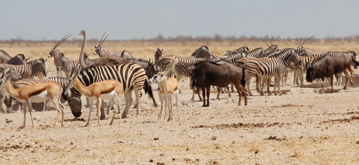 Safari in Namibië