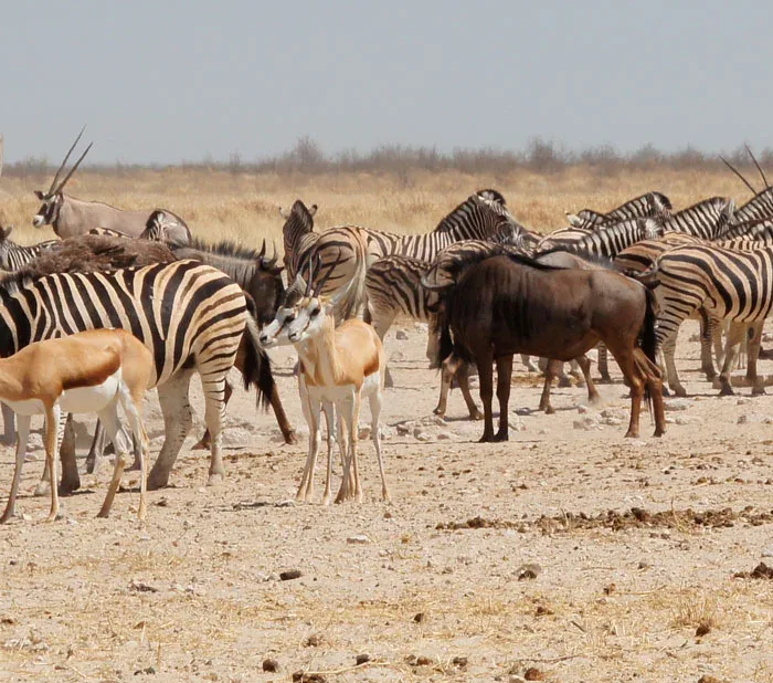Waar komt het woord safari vandaan?