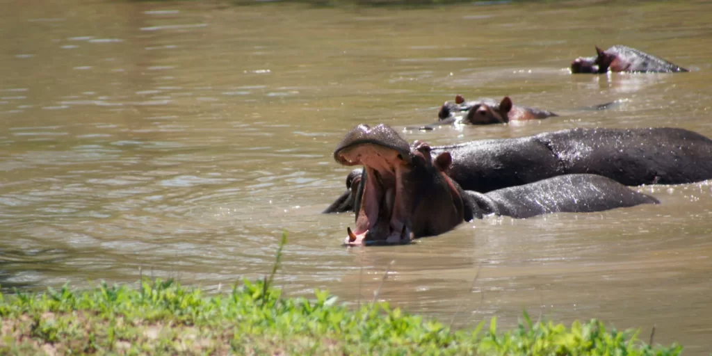 Nijlpaard in Nkasa Rupara National Park