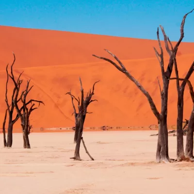 Dode bomen in zoutpan van Sossusvlei