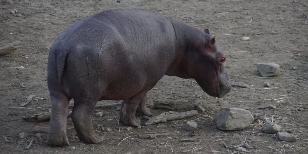 Nijlpaard in Bwabwata National Park