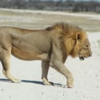 Mannetjes leeuw in Etosha