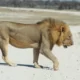 Mannetjes leeuw in Etosha