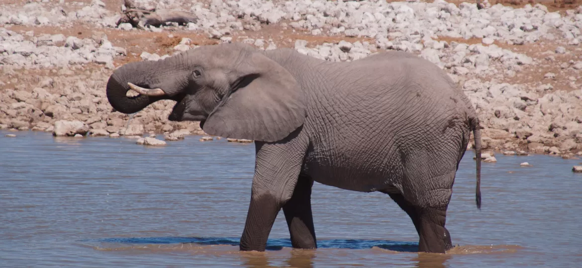 Olifant in Etosha National Park