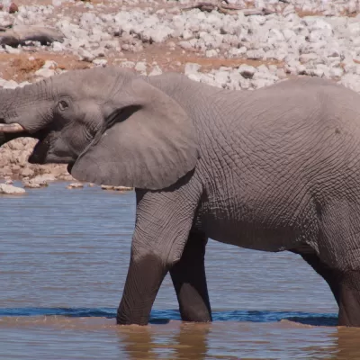Olifant in Etosha National Park