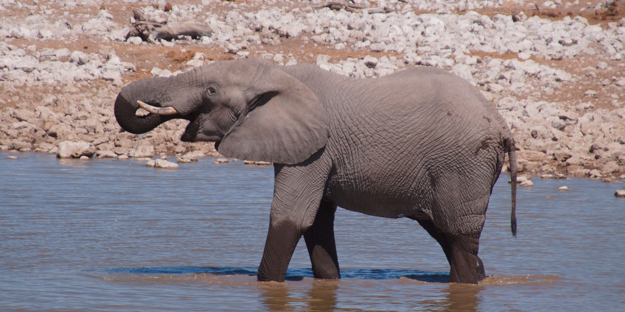 De “Big Five” van Afrika