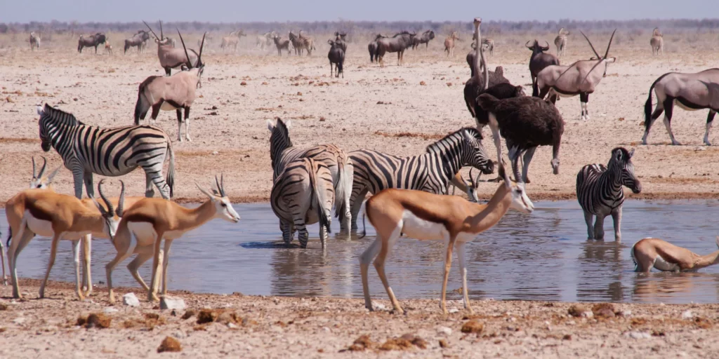 Etosha National Park