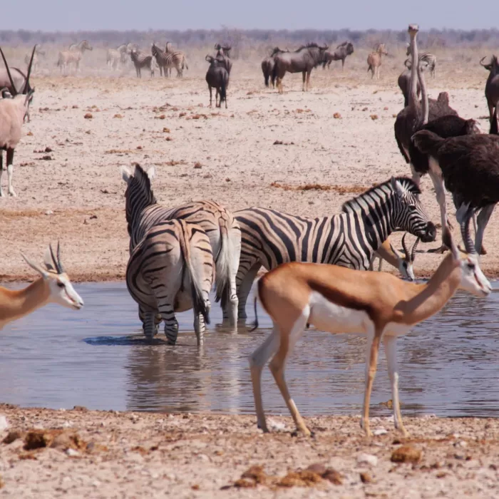 Etosha National Park