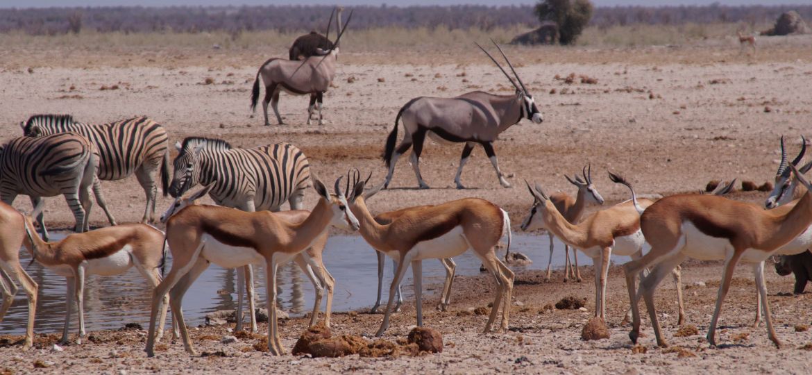 Etosha National Park