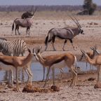 Etosha National Park