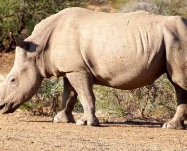 Neushoorn in Mangetti National Park