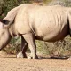 Neushoorn in Mangetti National Park