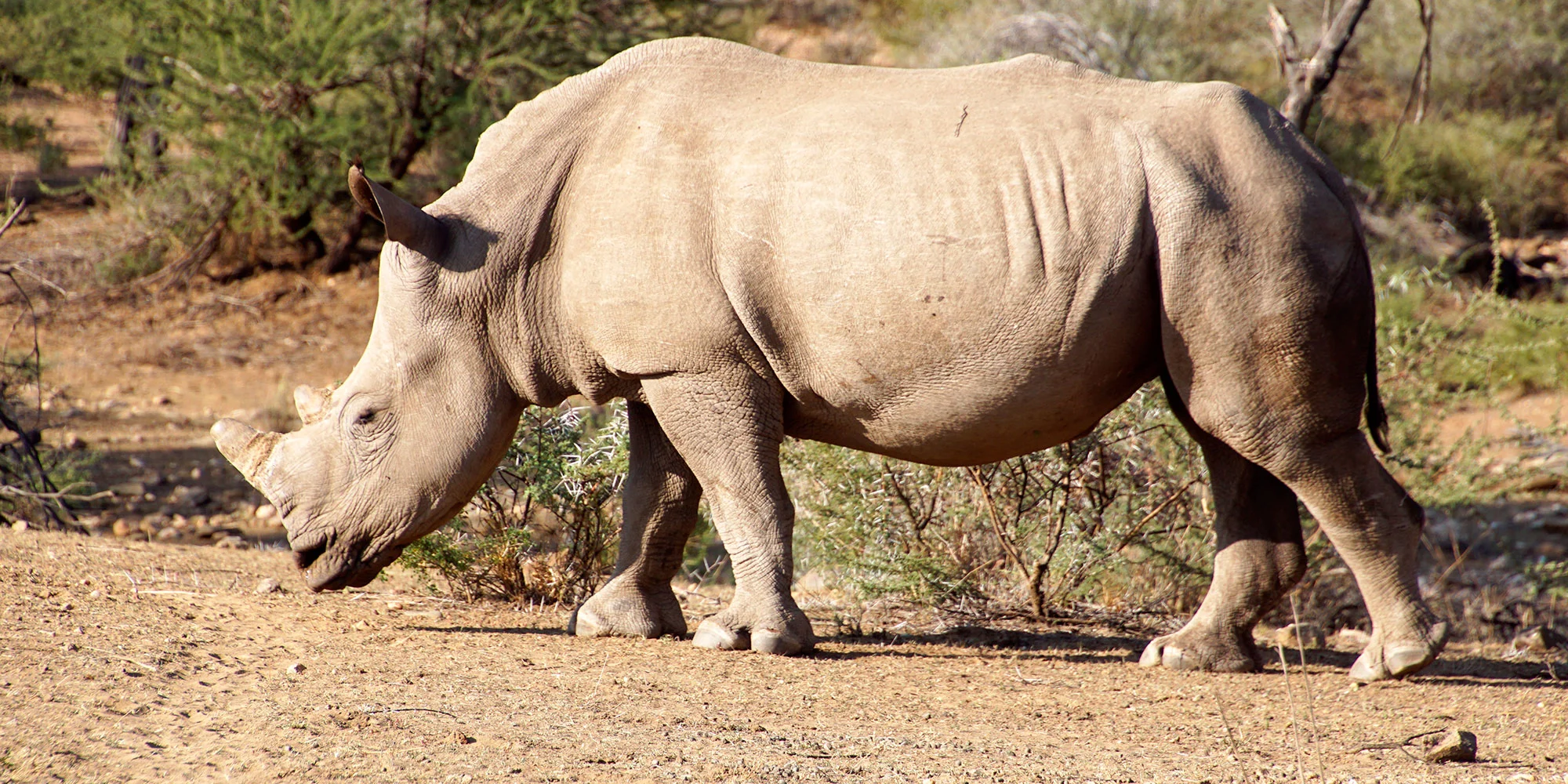Slecht nieuws over de neushoorn