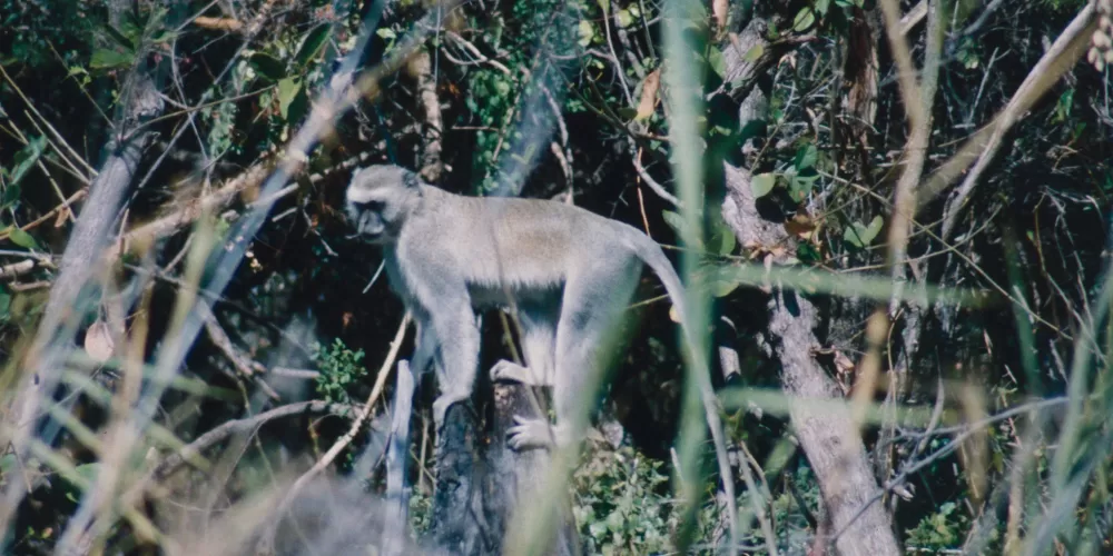 Mudumu National Park