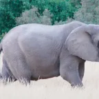 Afrikaanse olifant