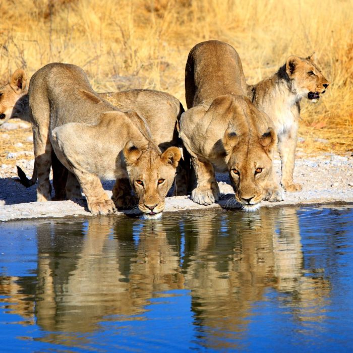 Safari Etosha naar Victoria Falls