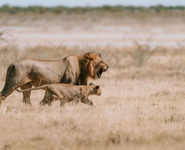 Op safari in Etosha via Van Verre