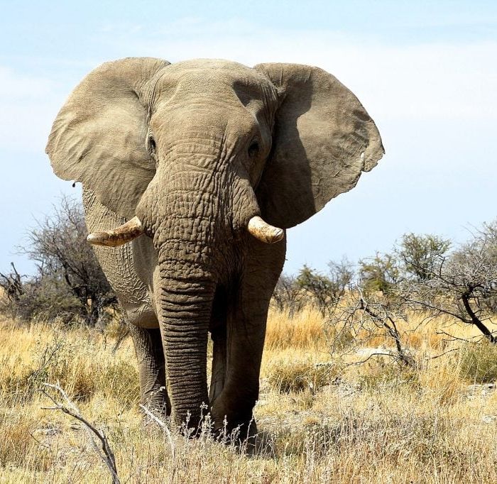 Grand tour woestijnen en wildlife Namibië Deluxe
