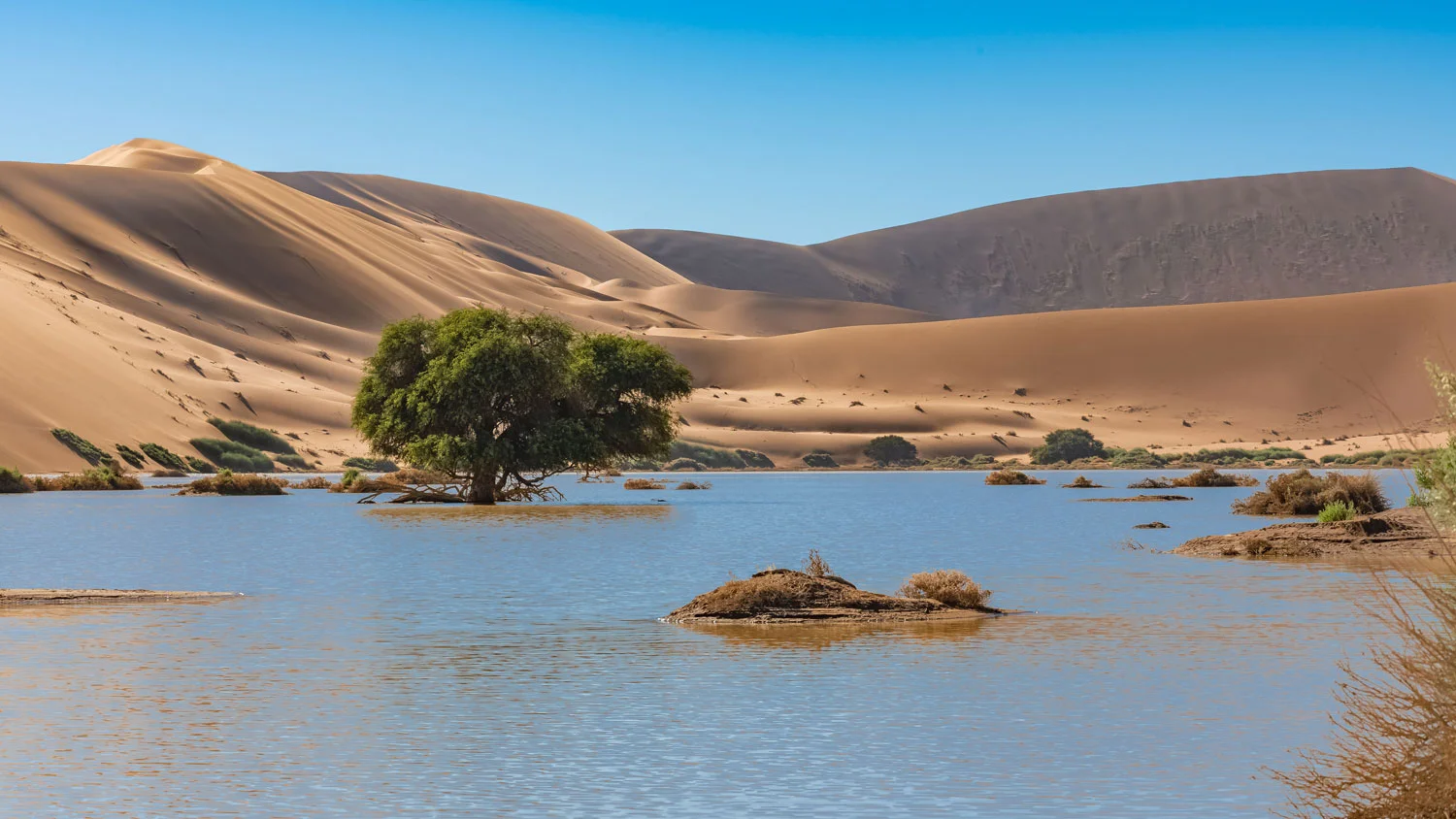 Blog-minder-regen-seizoen-26-27-deadvlei Deadvlei tijdens regentijd